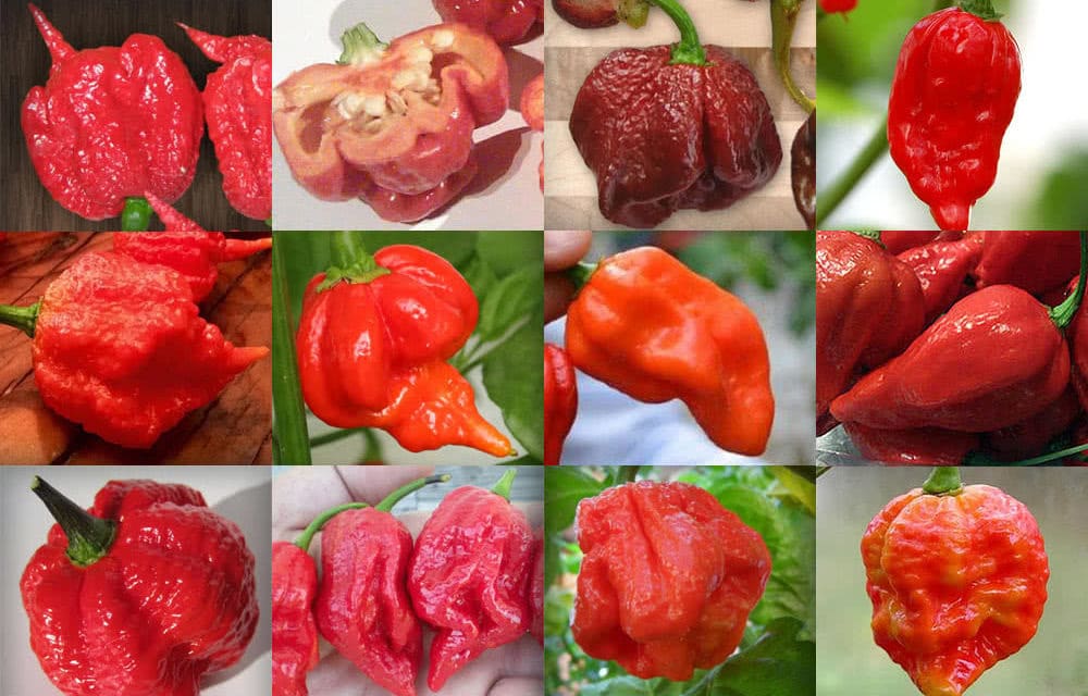 scorpion pepper vs ghost pepper