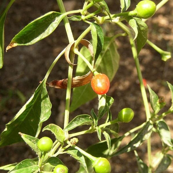 Chiltepin (Tepin, Bird's Eye, Bird Pepper) | Cayenne Diane