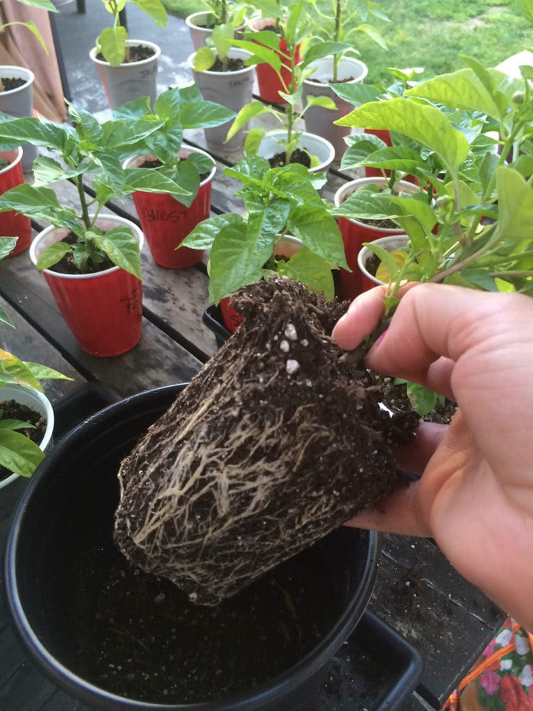 Growing Peppers from Seed for Beginners - Cayenne Diane