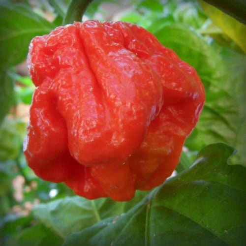 THE BIG LIST OF HOT PEPPERS | Cayenne Diane