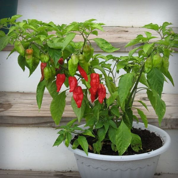 Ghost Pepper Bhut Jolokia Cayenne Diane