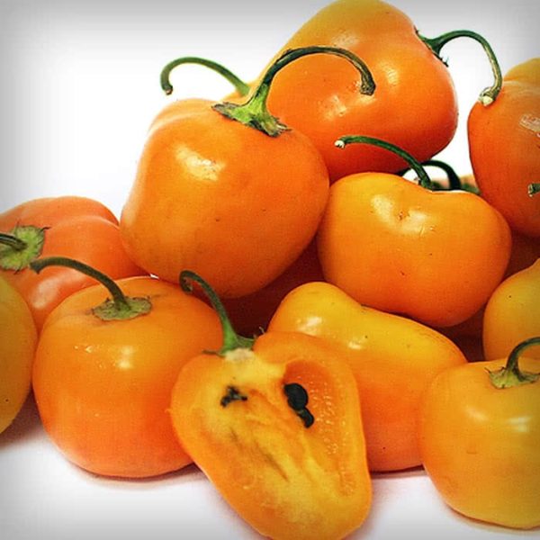 Manzano Pepper (Manzana) | Cayenne Diane