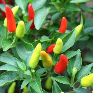 43 Different Types of Hot Peppers to Grow This Season