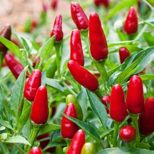 A bunch of different pepper varieties ranked by their scoville heat units :  r/spicy