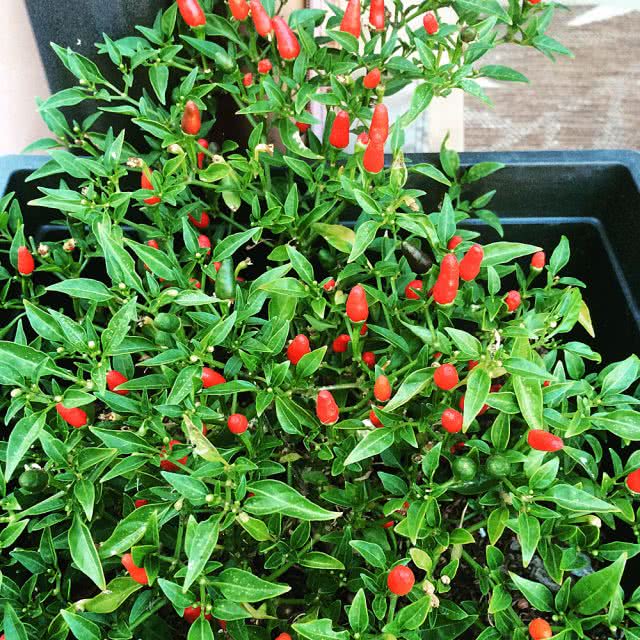 Thai Sun Pepper - Cayenne Diane