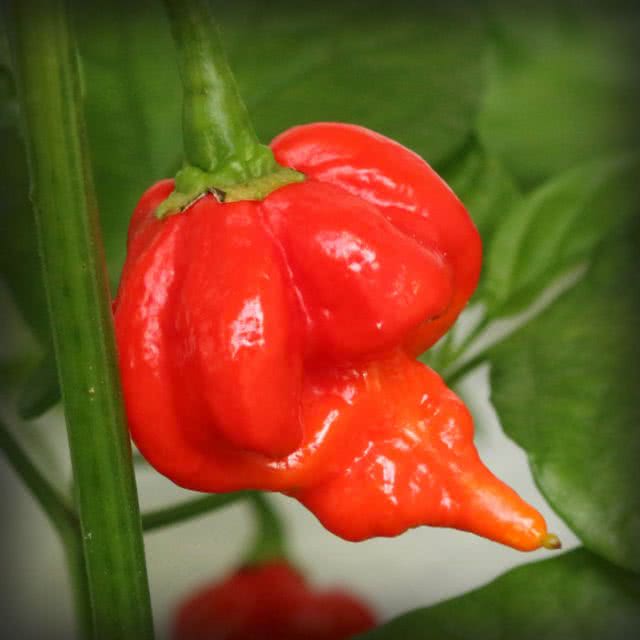 Trinidad Scorpion 