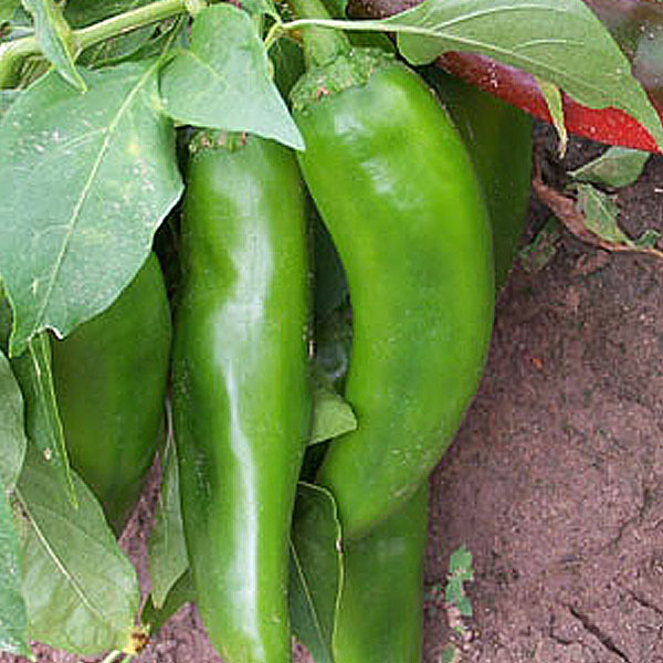 NuMex Joe E. Parker Pepper - Cayenne Diane