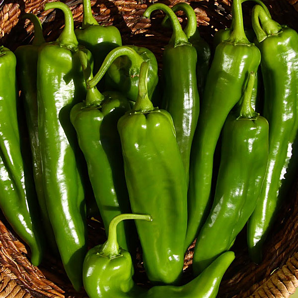 sonora pepper2